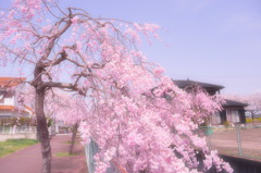 しだれ桜