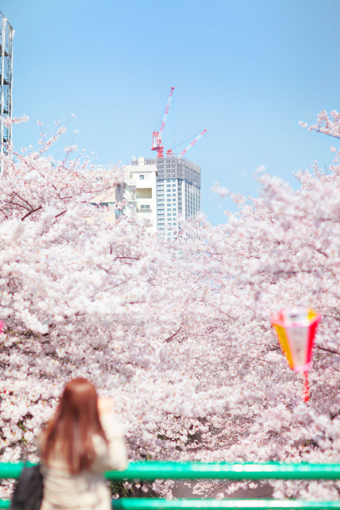 桜色