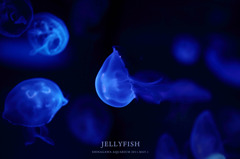 jellyfish