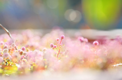 Flowers in YEBISU GARDEN PLACE