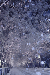 Snowy night