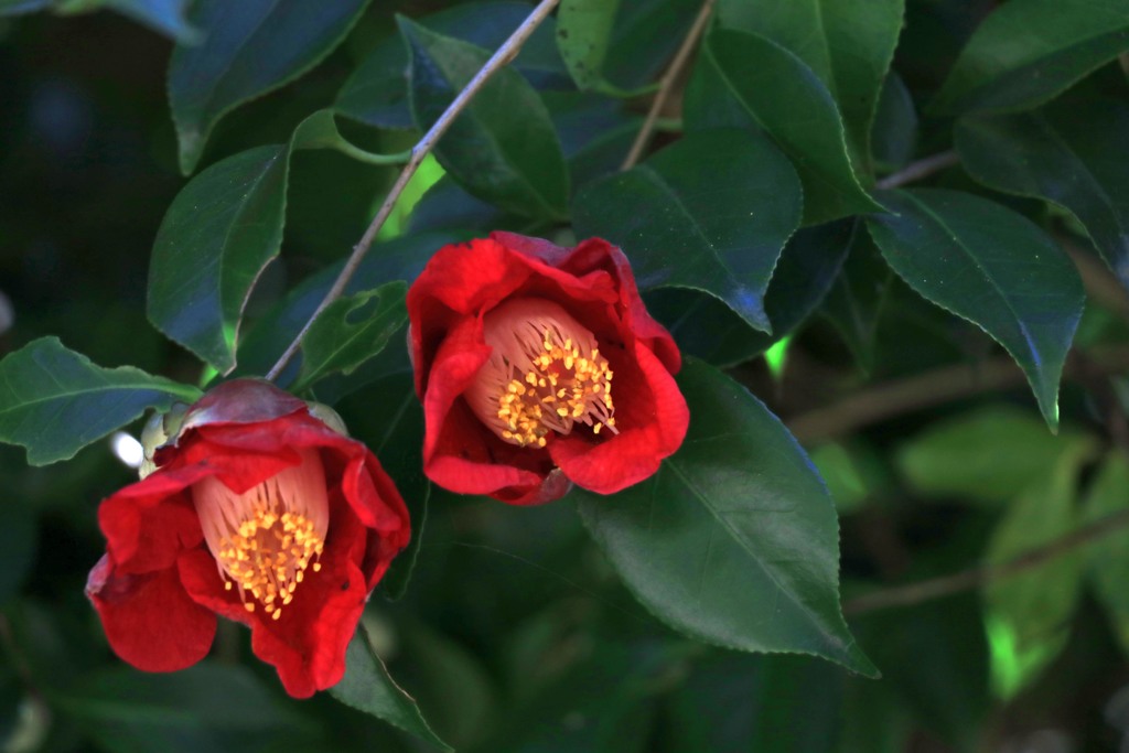 散歩中の　　花
