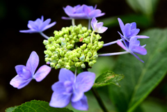 紫陽花