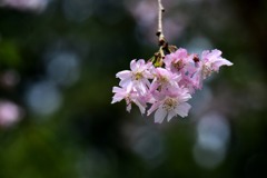 枝垂れ桜
