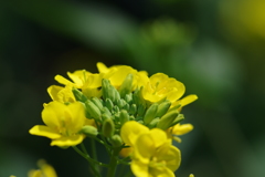 散歩中の　　花