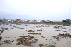田植えの準備