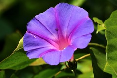 散歩中の　花