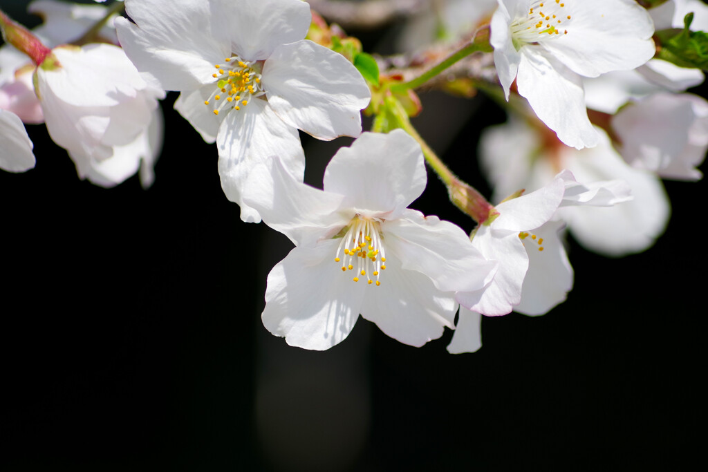 桜