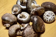 散歩中に　　貰ったシイタケ