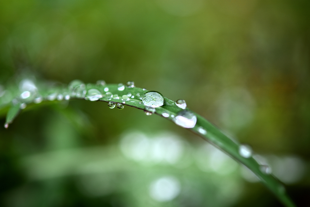 雨上がり　DSC_1535