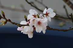 さくら