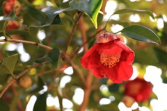 散歩中の　　花