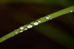 雨上がり　DSC_1525