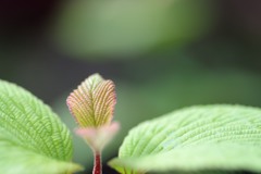 花・・？