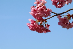 鏡野公園の桜