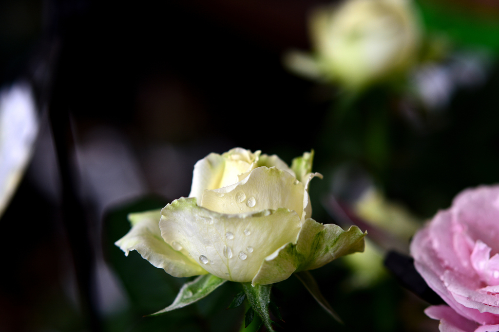 花　DSC_1608