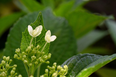 紫陽花