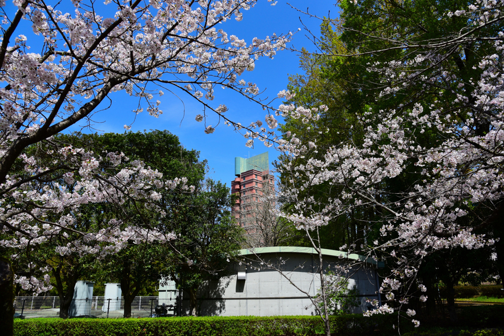 高知工科大学