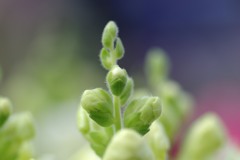 花・・・？