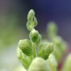 花・・・？