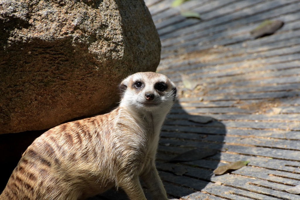 のいち動物公園