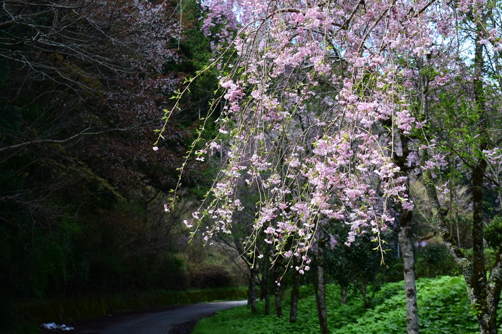 枝垂れ桜