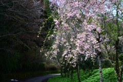 枝垂れ桜