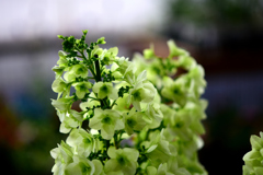 花　DSC_1620