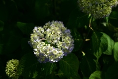 紫陽花