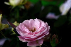 花　DSC_1609