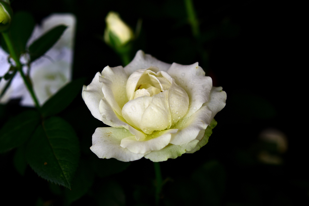 花　DSC_1610