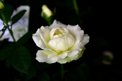 花　DSC_1610