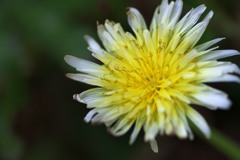 散歩中の　　花