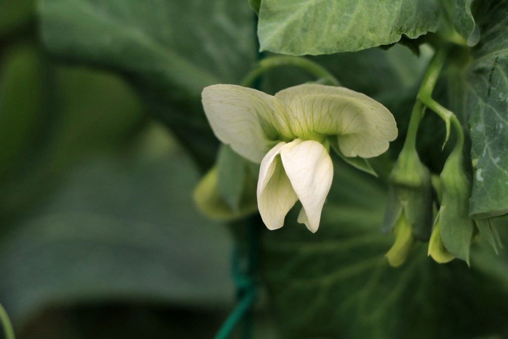 散歩中の　　エンドウの花