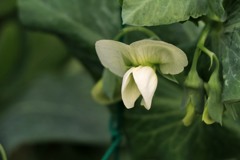 散歩中の　　エンドウの花
