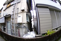 散歩中の　隙間