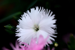 花　DSC_1590