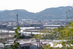 散歩中の　　