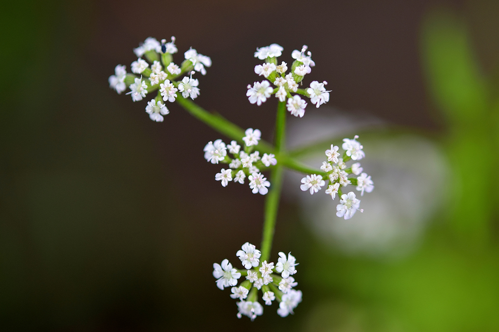 花　DSC_0154