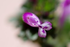 散歩中の　　花