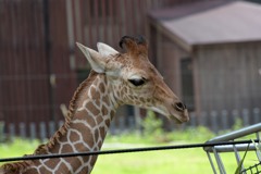 のいち動物公園