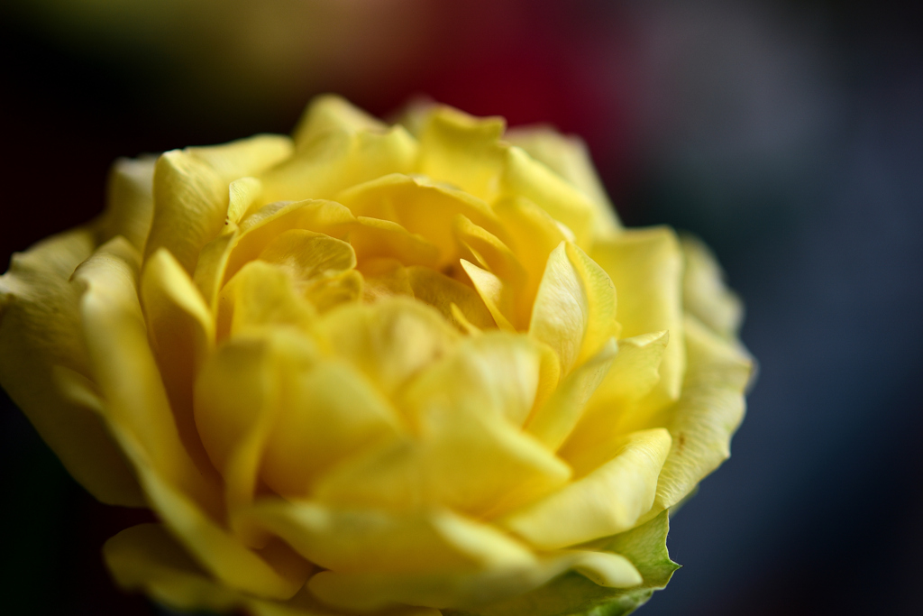 花　DSC_1594