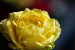 花　DSC_1594