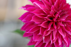 花　IMGP1163