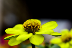 花　DSC_1605