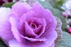 花？