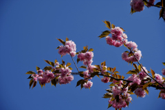 人混みを避けて・・繁藤の桜
