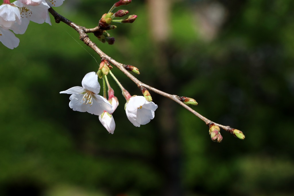 桜
