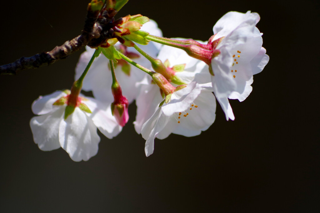 桜