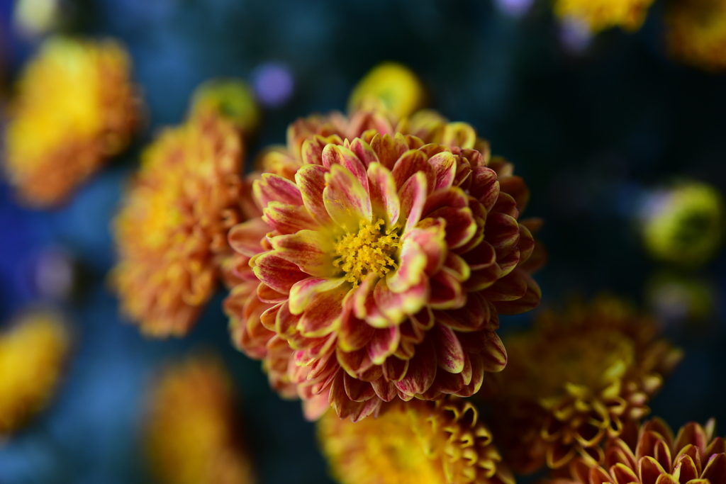 花